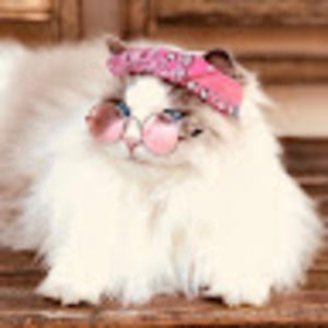 Meet your Posher, Pam